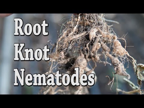 Vídeo: Okra Root Knot Nematodes: Aprenda sobre os nematoides do nó de raiz no quiabo