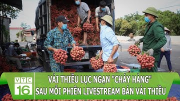 Vải thiều Lục Ngạn "cháy hàng" sau mỗi phiên livestream bán vải thiều | VTC16