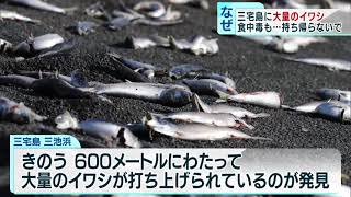 三宅島の砂浜に大量のイワシ　食中毒の恐れ、持ち帰らないで