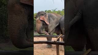 What’s a friendship Chi Mean and Chi Ole ❤️🐘😍 #elephant #keffamily #babyelephant #kef #chimean