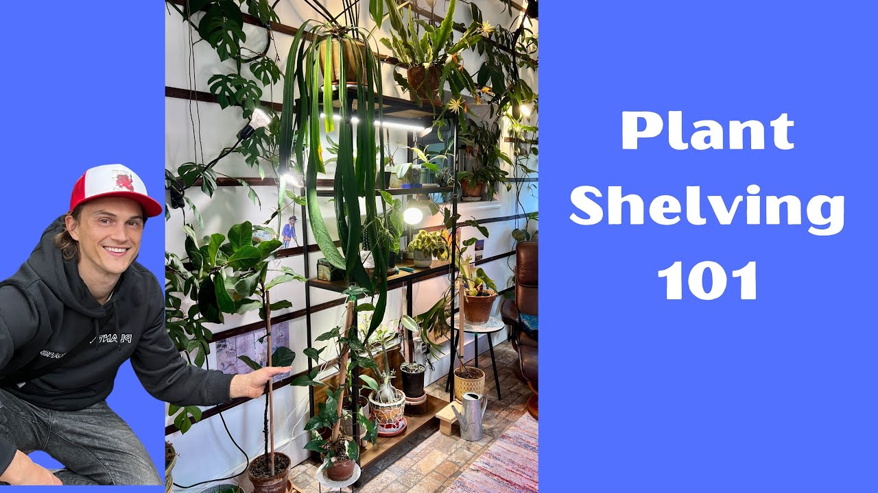 Make the Ultimate PLANT SHELF - How to Create One, Using Grow Lights, Plants to Use