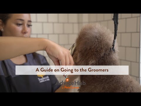 How Often Should I Take My Dog to the Groomers? - video from Pets Corner