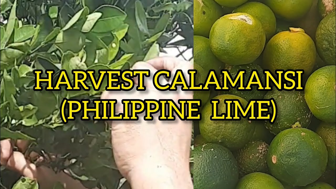 ALL ABOUT CALAMANSI |PHILIPPINE LIME 