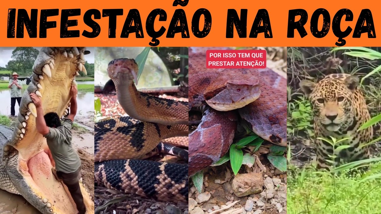PERIGOS RURAIS: sobreviveria na roça infestada por esses animais?