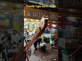 Earth augar machine with trowlly #agriculture #agrifuture #viral #shorts