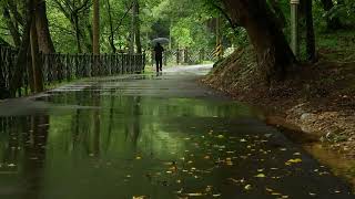 Rainy Day Path in Glastonbury  Gentle Rain Falling Through the Leaves  Soothing Sounds for Sleep