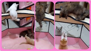 @cc.cutecats ESCAPE FROM THE TENT!😱😁 | Climbing up & Jumping from The Tent. #cat #kitten #kucing by CC.CUTECATS 339 views 3 weeks ago 2 minutes, 15 seconds