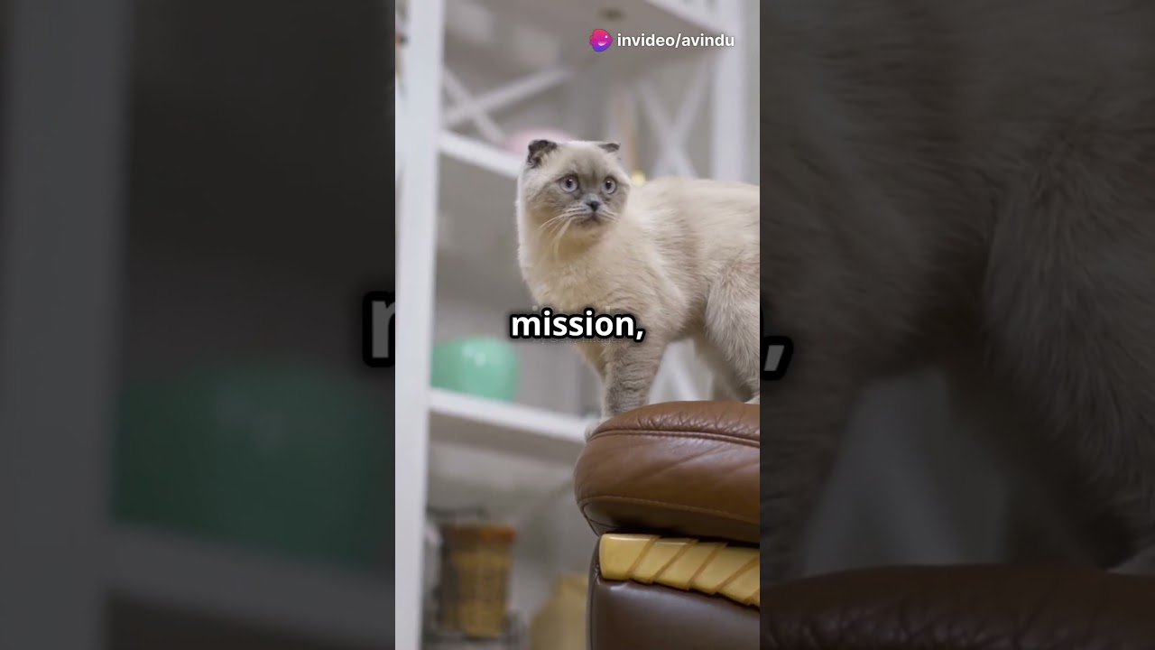 The Curious Kitten’s Discovery 🐱✨