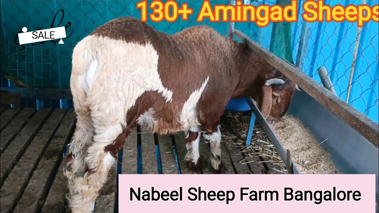 Sheeps of all sizes for Bakrid in Bangalore. Amingad & Kenguri, Call ...