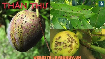 FULVIN 5SC – ĐẶC TRỊ BỆNH KHÔ CÀNH , THÁN THƯ , PHẤN TRẮNG TRÊN CÂY - 0776.400.038 #fulvin5sc