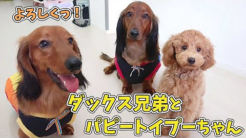 犬のひみつきち Youtube 犬のひみつきち Youtube
