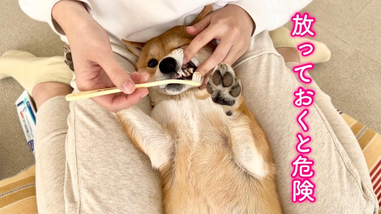 I didn't brush my teeth so it became irreversible (T_T) - YouTube