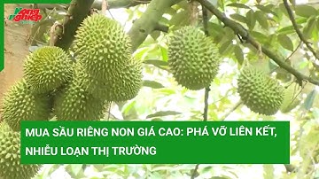 Mua sầu riêng non giá cao: Phá vỡ liên kết, nhiễu loạn thị trường