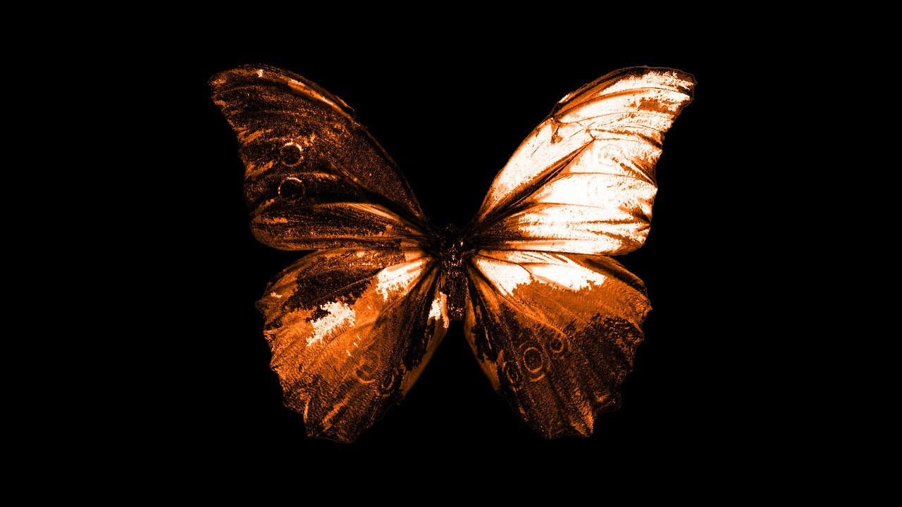 Columba auf YouTube ansehen Columba auf YouTube ansehen