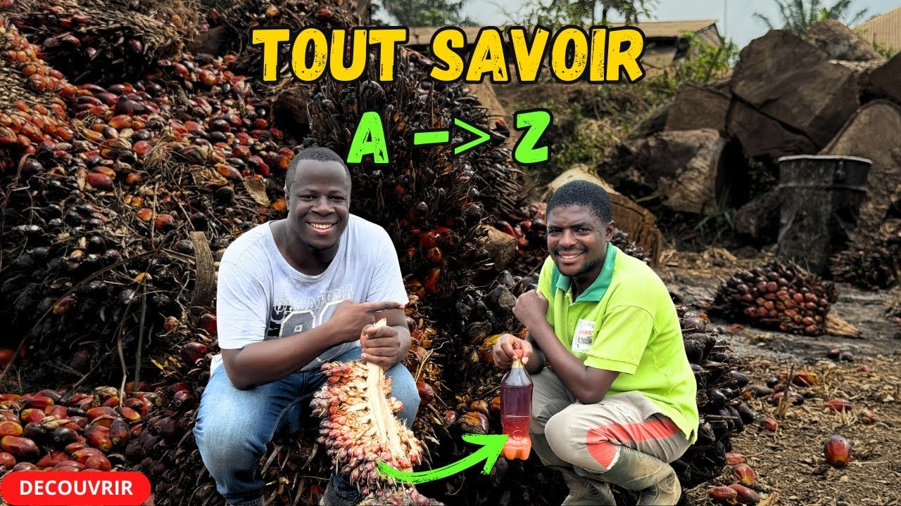 Un EXPERT nous dit tout sur la transformation d'huile de palme en Afrique, Rentabilité, Défis, etc.