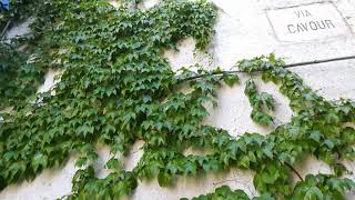 The Historic Center Of Calcata Immersed In A Magical World.