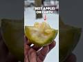 Why you should eat Mexican apples #exoticfruit #fruit #rarefruits #tropicalfruits #shorts