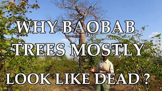WHY BAOBAB TREES MOSTLY LOOK LIKE DEAD Look Out For The Provinces Famous Baobab Trees
