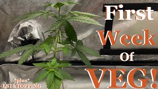 Growing cannabis in a closet with Grow Dots and Blumats! Week 1 veg! Plus how top!