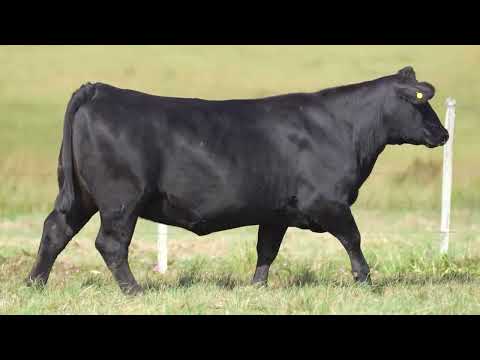 LOTE 94  TAT 2187
