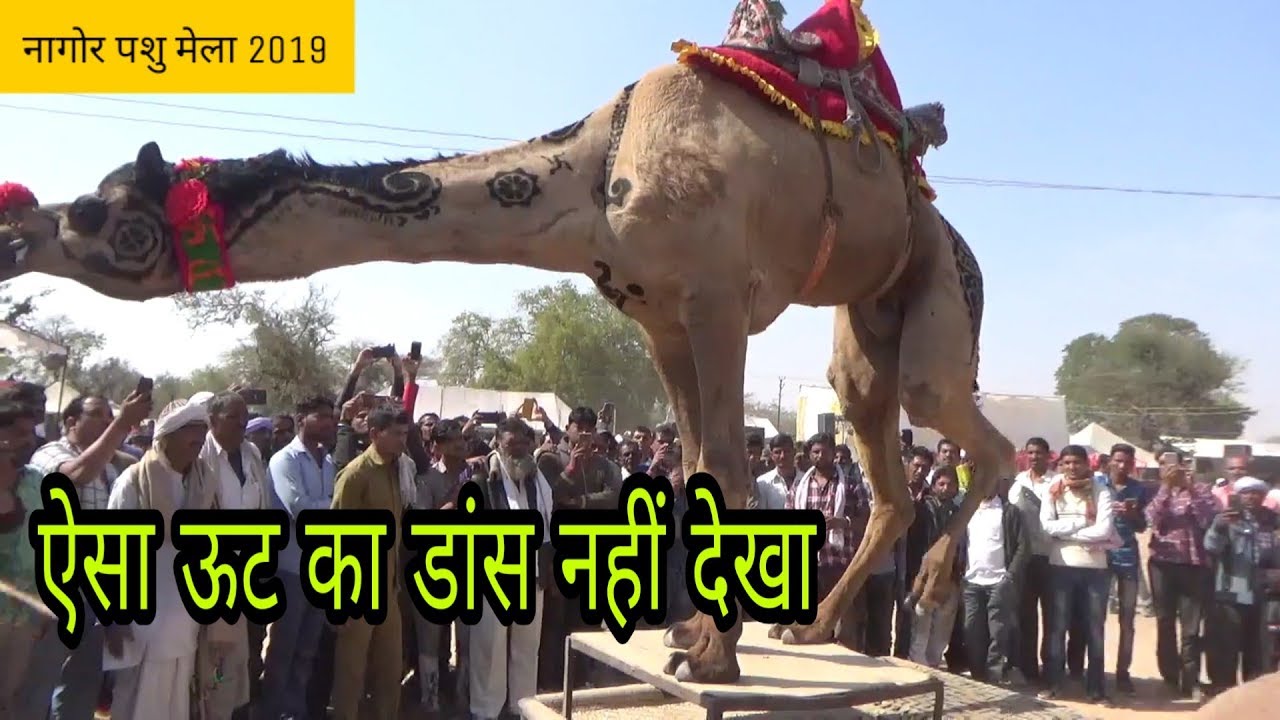 ऐसा ऊट का डांस नहीं देखा होगा आपने ||नागोर पशु मेला 2019||