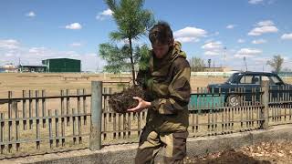 Даурский заповедник. Посадки Сада Памяти в Нижнем Цасучее 8 мая 2020