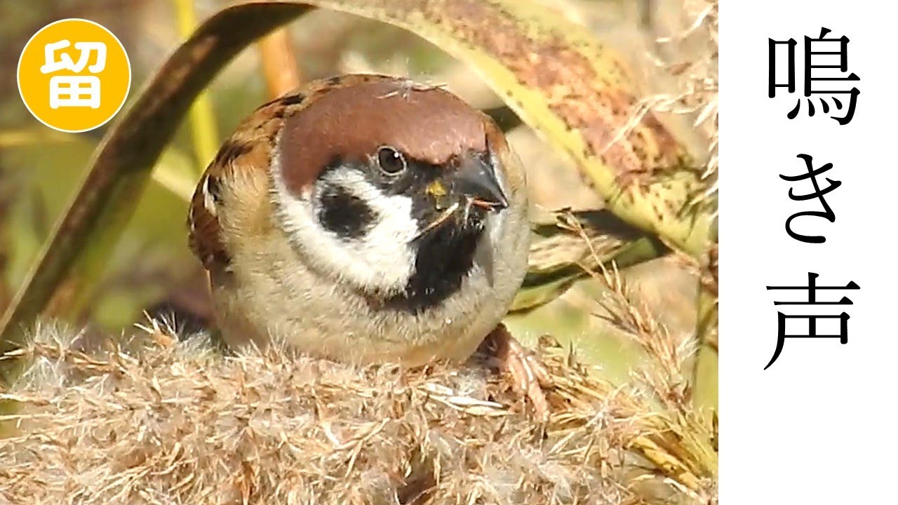 スズメ | 野鳥図鑑 | 特徴・生態・観察ポイント