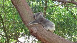 Koala walking tree branch