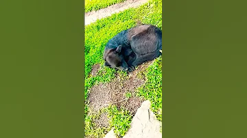 русский Ванька 