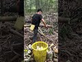 Farming harvesting bamboo shoots landscape