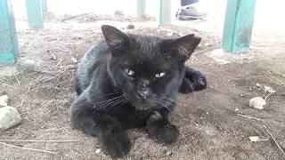 公園のテーブルのしたにいたチーターみたいなイケメン黒猫