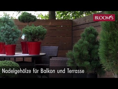 Video: Die Besten Arten Und Sorten Von Nadelbäumen In Einem Topf Für Die Rolle Eines Neujahrsbaums. Heimpflege. Foto