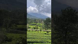 Visiting Gunung Mas Tea Bridge | Indonesia Vlog trending viral shorts indonesia travel tiktok