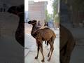 5saal Pala🥹💔Allah ki rah m qurban kardya 💔🥹 #love #petlover #camel #cutebaby #kids #sad #pets