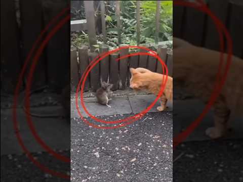 Подпишись :) Кот vs Мышка: Реальная битва, как в Том и Джерри! 🐱🐭