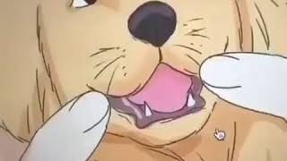 How to pet a dog