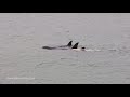 Orca calf playfully swimming upside down with parents - Wellington, New Zealand