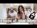 Poisonous to cats ?! Dangerous items in your home | Ragdolls Pixie and Bluebell