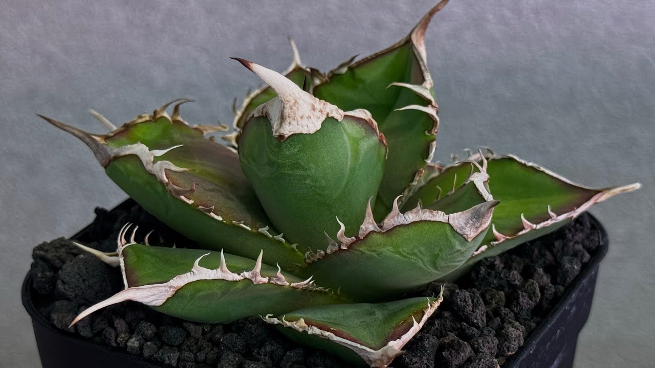 アガベ・チタノタ 緑幽霊（芽）-005｜agave titanota green ghost