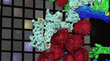 Replication of the coronavirus in 3D