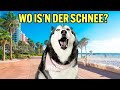 Mein sprechender Husky am Strand – das ist passiert!