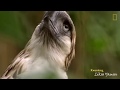 What makes the Philippine eagle so special?