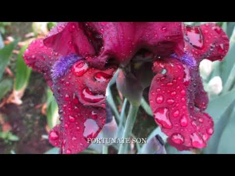 Video: Bristly Iris