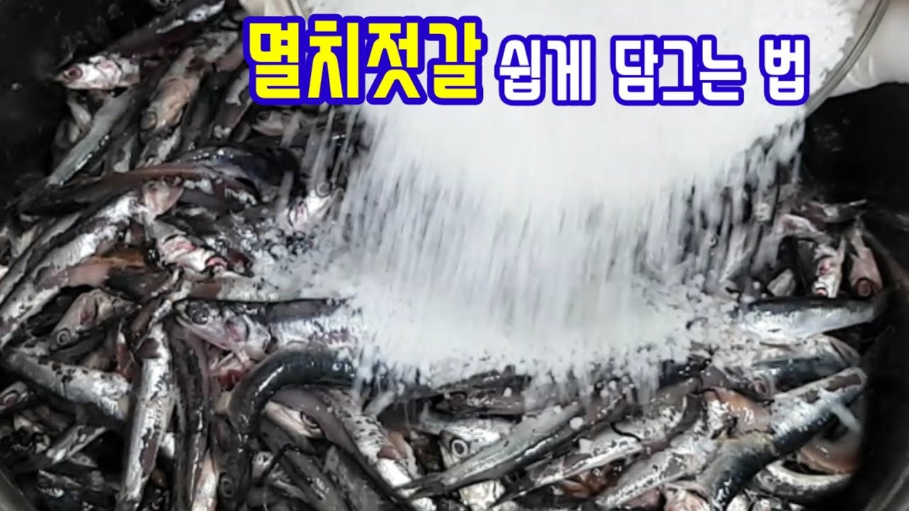 멸치젓갈 담그는 법 정말 쉬워요ㅣ멸치와 소금 비율ㅣ멸치젓 담가 김장하기