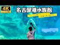 Amazing Beluga Training at Nagoya Aquarium 🐋 | Full Beluga Performance