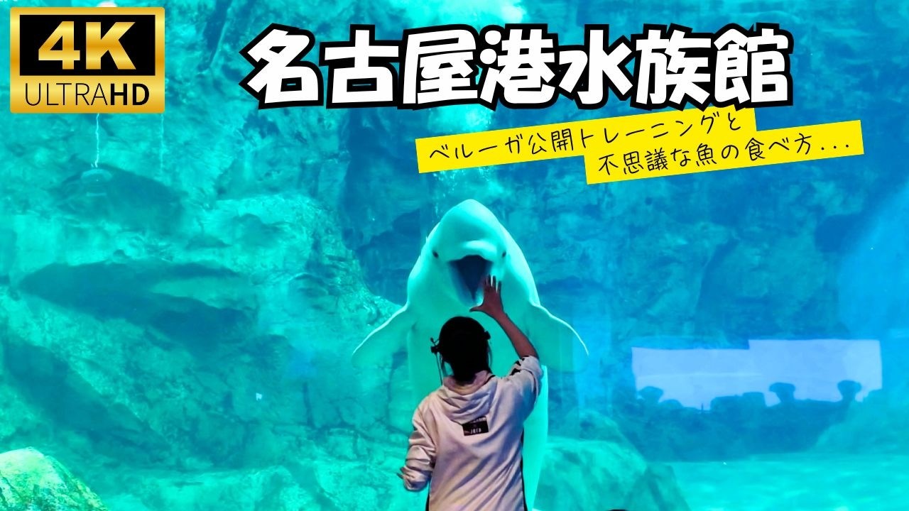 Amazing Beluga Training at Nagoya Aquarium 🐋 | Full Beluga Performance