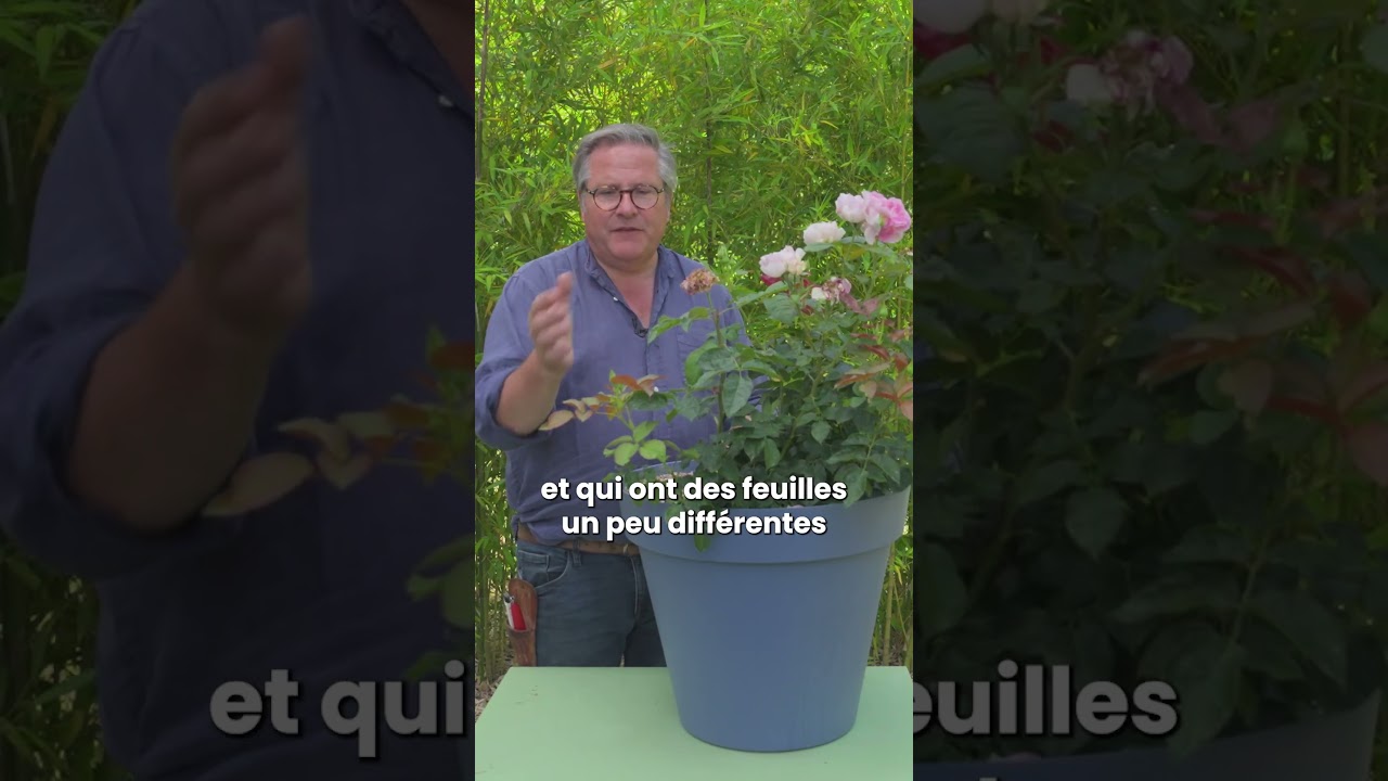 4 gestes pour sauver son Rosier des pucerons et fleurs fanées 🌹 - Truffaut