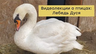 Видеолекции о птицах: Лебедь Дуся
