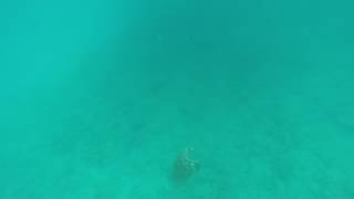 Hawks bill turtle in Barbados