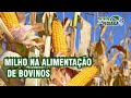 Milho na alimentação de bovinos